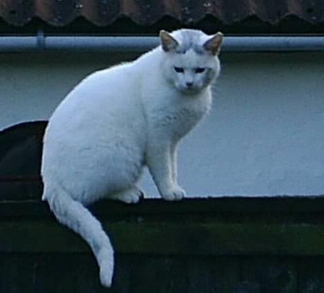 Huskat Max  - Han lufter sig lige  billede 2