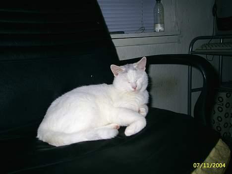 Huskat Max  - Putter i mors stol ...  billede 3