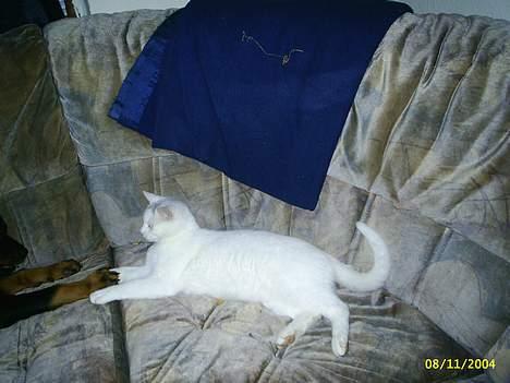 Huskat Max  - Slanger mig lige *SS* billede 4