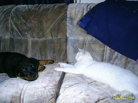 Huskat Max  - Max & Tiffany leger  billede 5