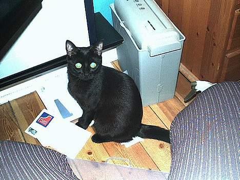 Blanding af racer Misser - er jeg ikke dejlig billede 3