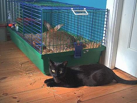 Blanding af racer Misser - her jeg og Rapning billede 4