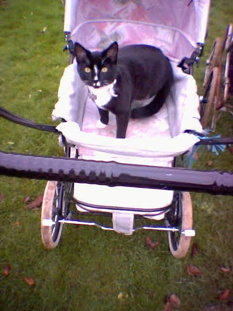 Huskat miss gregorius - jeg flytter mig altså ikke billede 1