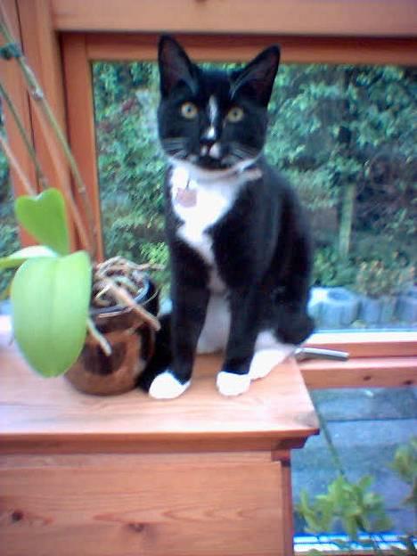 Huskat miss gregorius - jeg må egentlig ikke sidde her....men der er da ikke nogen der kigger vel... billede 2