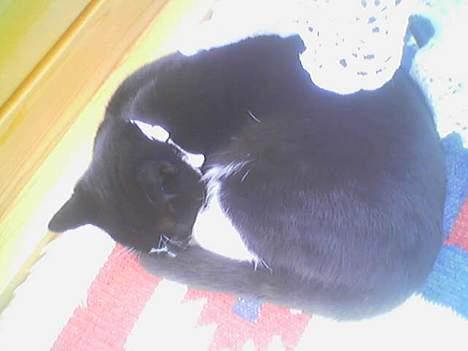 Huskat miss gregorius - nu er jeg blevet stor, men jeg er stadig meget træt:-) billede 4