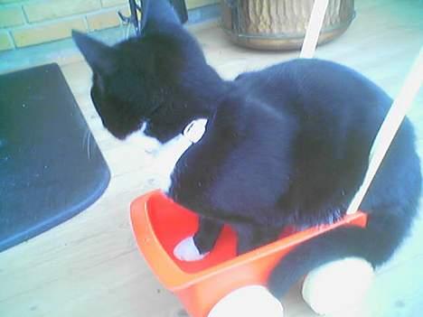 Huskat miss gregorius - det er så sjovt med de her klapvogne billede 5