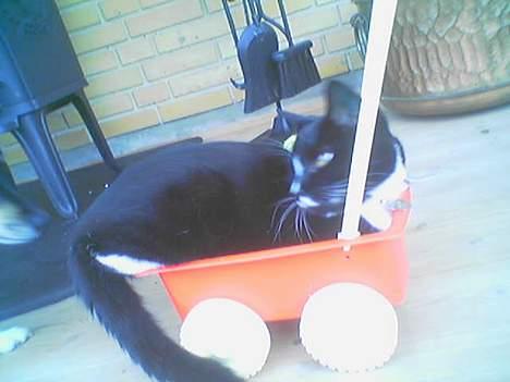 Huskat miss gregorius - hold jer væk, det er min klapvogn billede 6