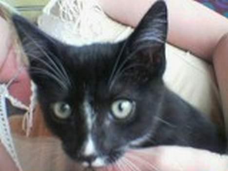 Huskat miss gregorius - musle musle, jeg elsker bare at blive nusset billede 7