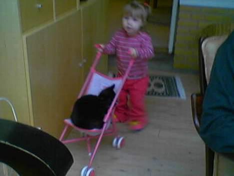 Huskat miss gregorius - ejj hvor dejligt en der gider at køre mig billede 8