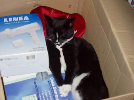 Huskat miss gregorius - ihh sikke nogle rare mennesker at de gad stille en seng til mig lige her:-) billede 9