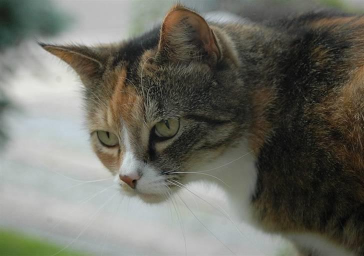 Huskat Frk. Pjevs - Smukke pjevs. Foto: ChaosPhoto.dk BILLEDERNE MÅ IKKE KOPIRES! billede 1