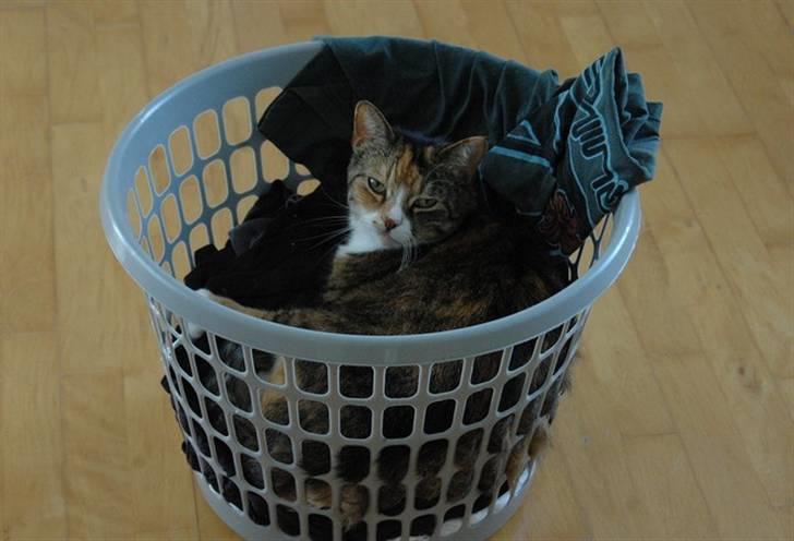 Huskat Frk. Pjevs - Foto: ChaosPhoto.dk BILLEDERNE MÅ IKKE KOPIRES! billede 2