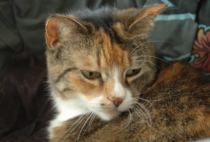 Huskat Frk. Pjevs - Foto: ChaosPhoto.dk BILLEDERNE MÅ IKKE KOPIRES! billede 3