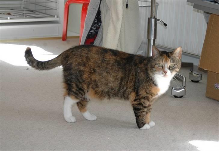 Huskat Frk. Pjevs - Foto: ChaosPhoto.dk BILLEDERNE MÅ IKKE KOPIRES! billede 4