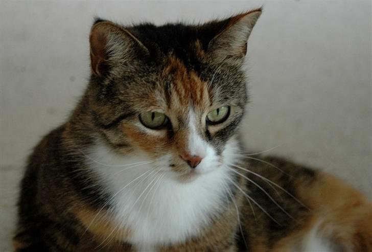 Huskat Frk. Pjevs - Foto: ChaosPhoto.dk BILLEDERNE MÅ IKKE KOPIRES! billede 5