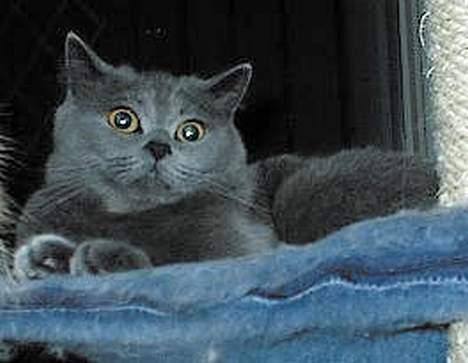 Blanding af racer Ludo - Her er min dejlige misser Ludo : ) billede 1