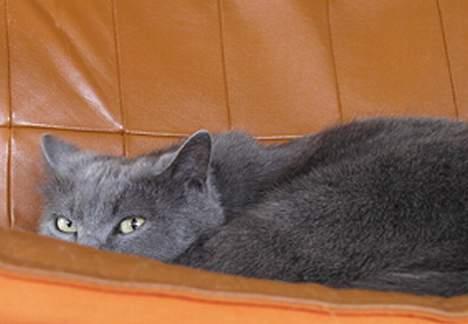 Blanding af racer Ludo billede 2