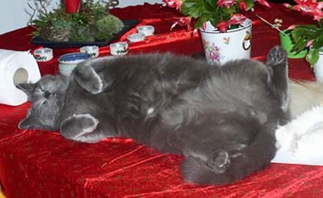 Blanding af racer Ludo - Taget sidste jul, han elsker bare opmærksomhed : ) billede 3