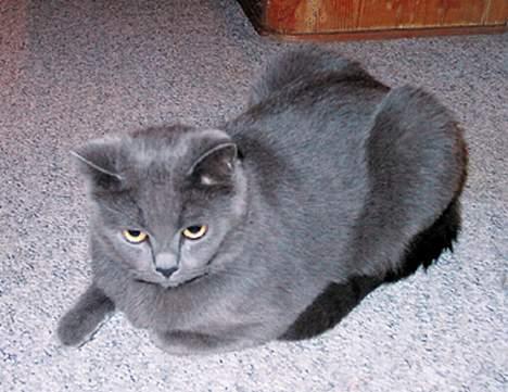 Blanding af racer Ludo - Puhaaa, det har godt nok været en hård dag idag : ) billede 4