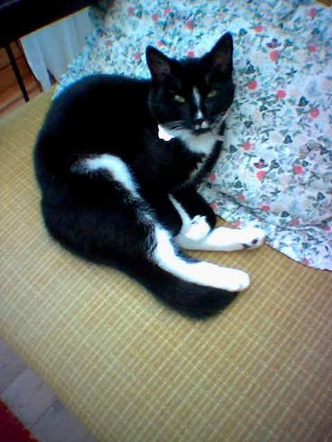 Huskat miss gregorius - hvad vil du nu???har du ingen mad så gå og lad mig være i fred:-) billede 10