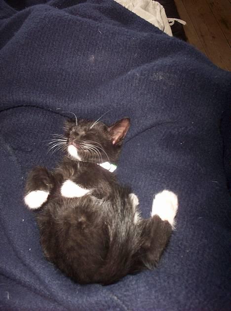 Huskat bette mis billede 1