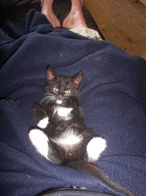 Huskat bette mis billede 2