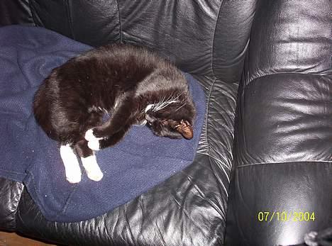 Huskat bette mis billede 3