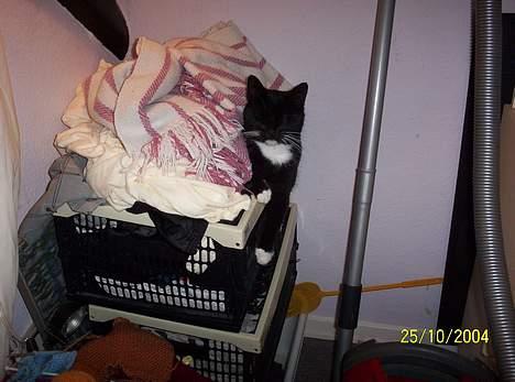 Huskat bette mis billede 4