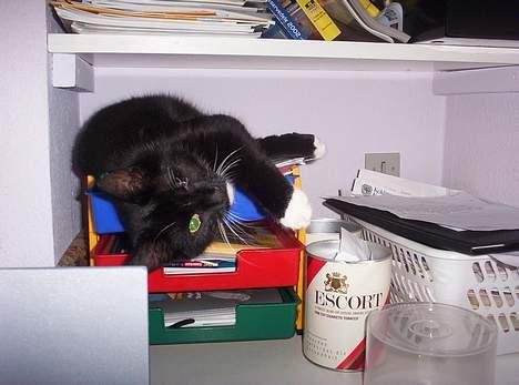 Huskat bette mis - her kan man se at han kun har et øje billede 5