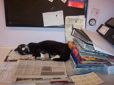 Huskat bette mis billede 6