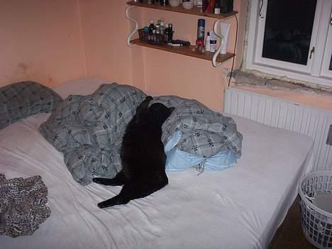 Huskat misser billede 1