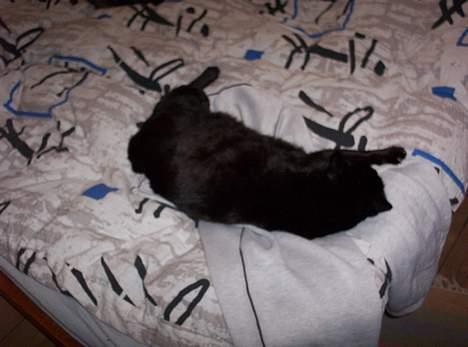 Huskat misser billede 2