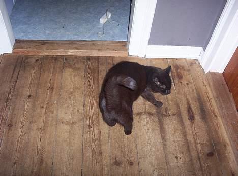 Huskat misser billede 3