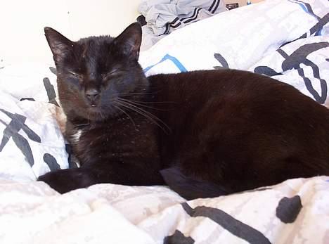 Huskat misser billede 4