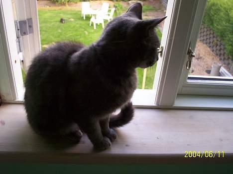 Huskat bine billede 1