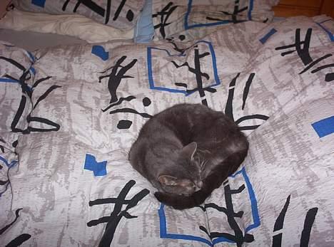 Huskat bine billede 2