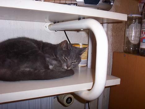 Huskat bine billede 3