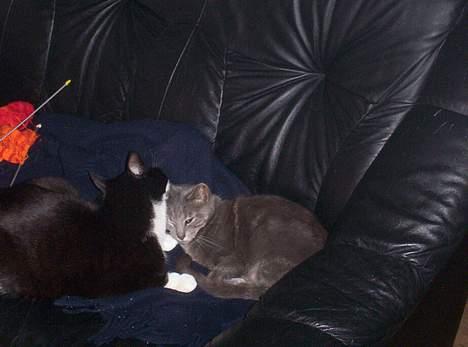 Huskat bine billede 4