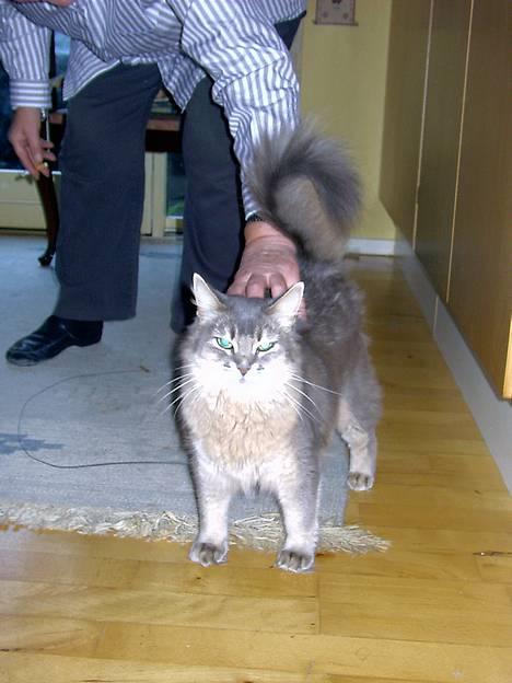 Somali Viola billede 1