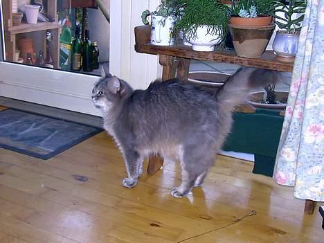 Somali Viola billede 2