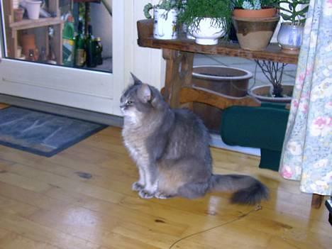 Somali Viola billede 3