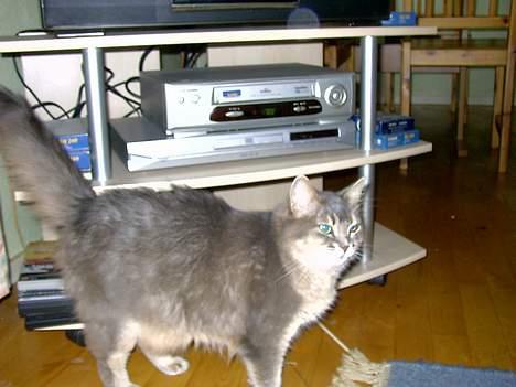 Somali Viola billede 4