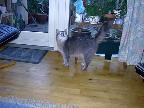 Somali Viola billede 5