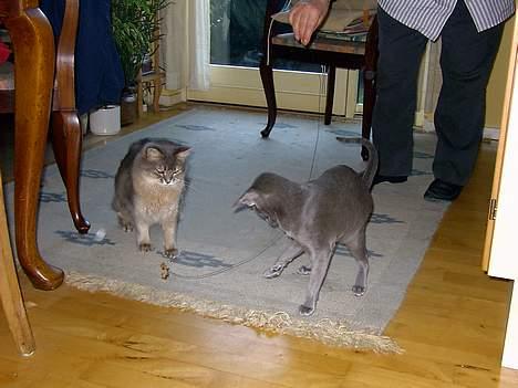 Somali Viola billede 6