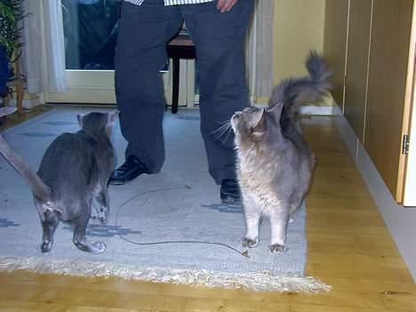 Somali Viola billede 7