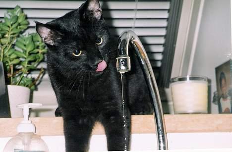 Blanding af racer Pelle Haleløs - Uhmm... jeg elsker vand!! billede 1