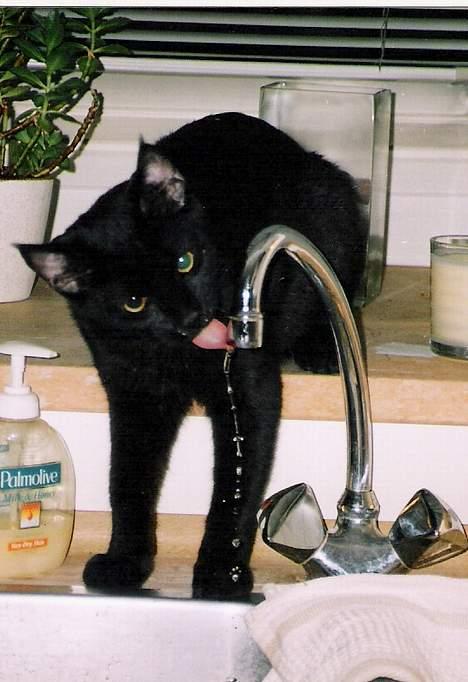 Blanding af racer Pelle Haleløs billede 2