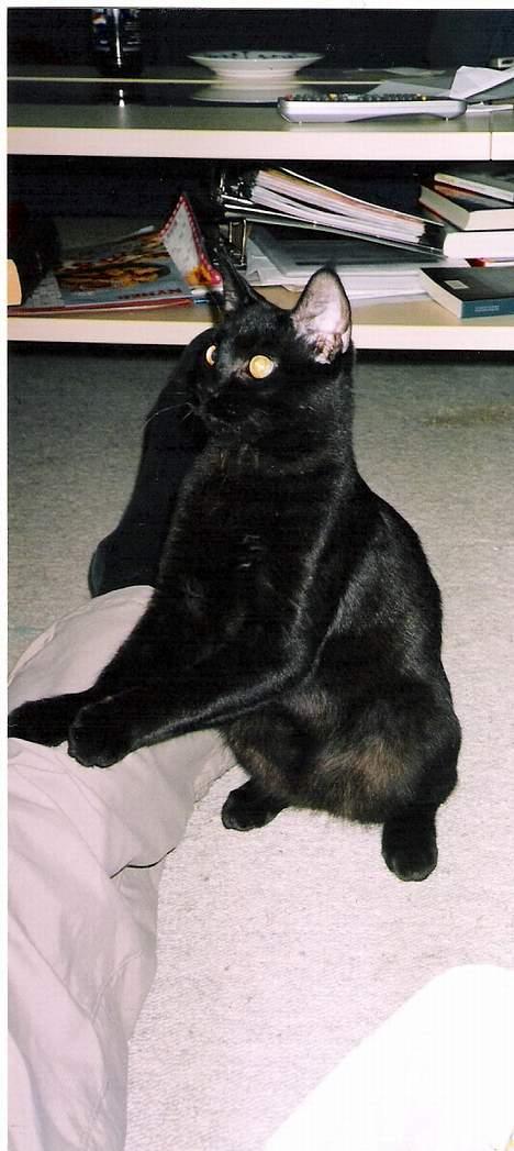 Blanding af racer Pelle Haleløs - Hvad har du til mig farmand...?! billede 3