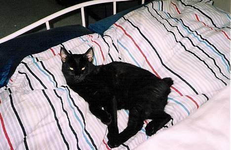 Blanding af racer Pelle Haleløs - Så gik pumaen kold. billede 4