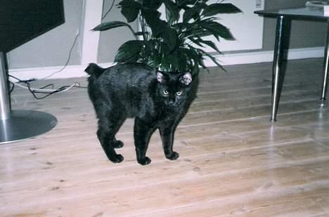 Blanding af racer Pelle Haleløs billede 5